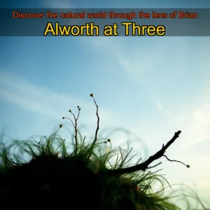 Artistic representation for Discover the natural world through the lens of Brian Alworth at Three